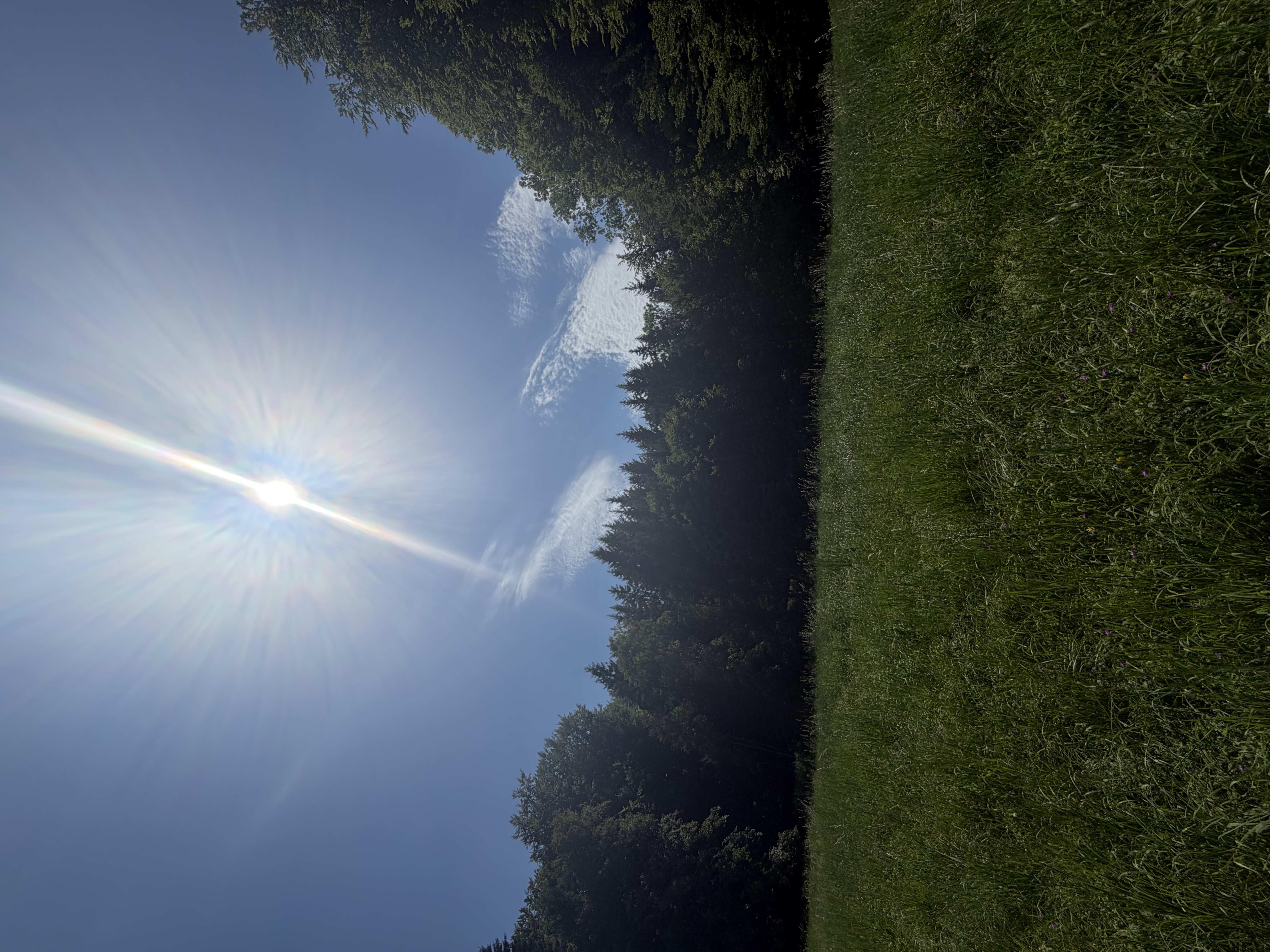 Große Wiese zu vermieten — photo 1